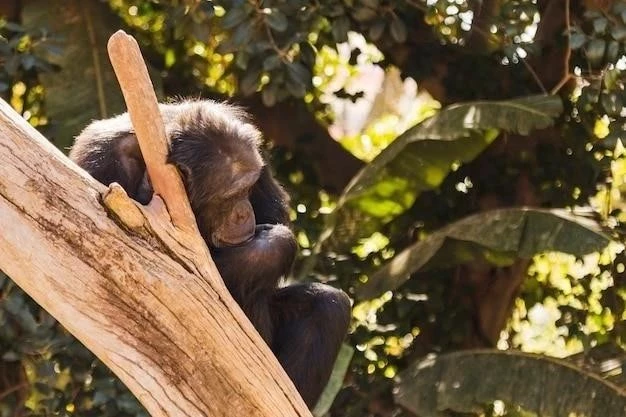 L’Expérience des Singes, des Bananes et de l’Échelle