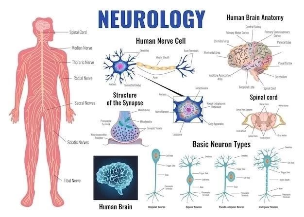 Le système nerveux ⁚ une introduction