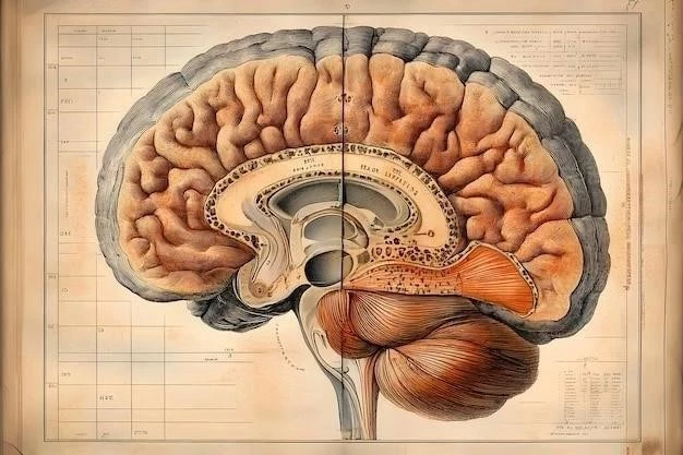 Duramadre (cérebro)⁚ anatomía y funciones