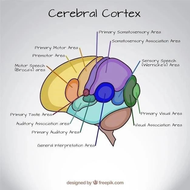 Le cortex cérébral ⁚ ses couches, aires et fonctions