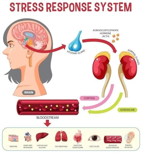 La Irrigation Sanguine du Cerveau ⁚ Anatomie, Phases et Parcours