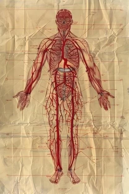 Corpúsculos de Krause: Anatomie, Histologie et Fonction