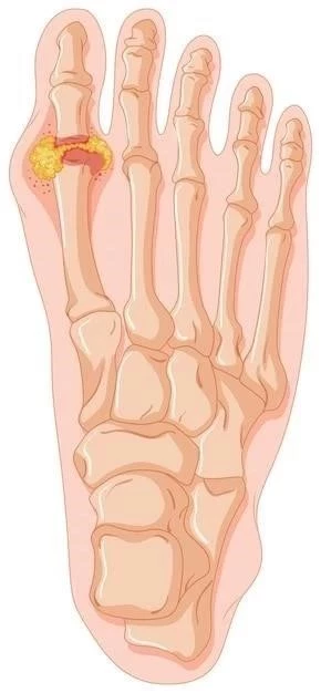 L’anatomie du pied