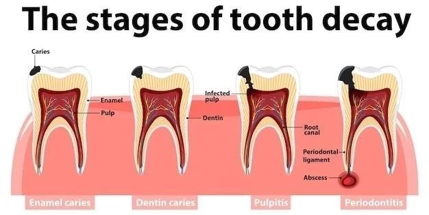 Les 4 types de dents chez l’être humain