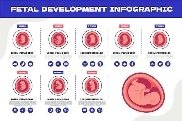 Les 5 étapes du développement embryonnaire