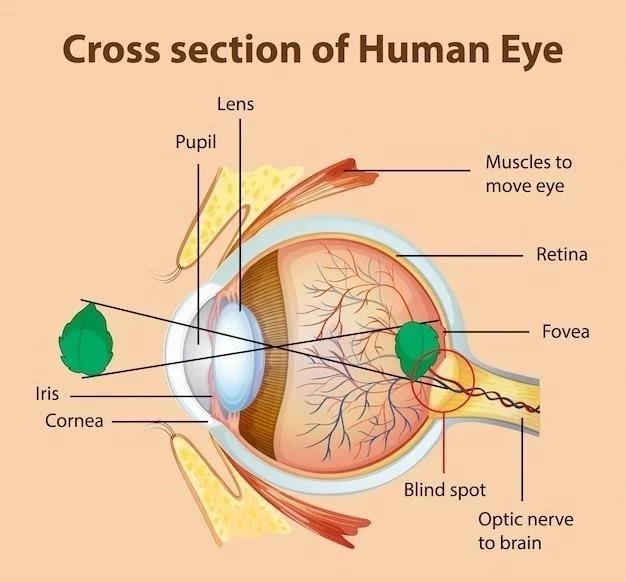 Le Chiasme Optique ⁚ Anatomie et Fonction