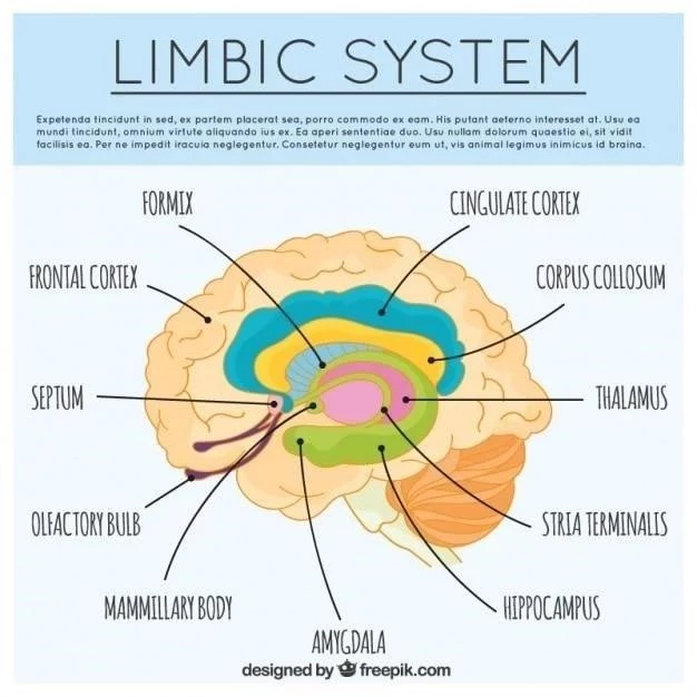 Anatomie du bouton synaptique