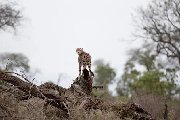 Resilvestración (Rewilding) : un retour à la nature sauvage