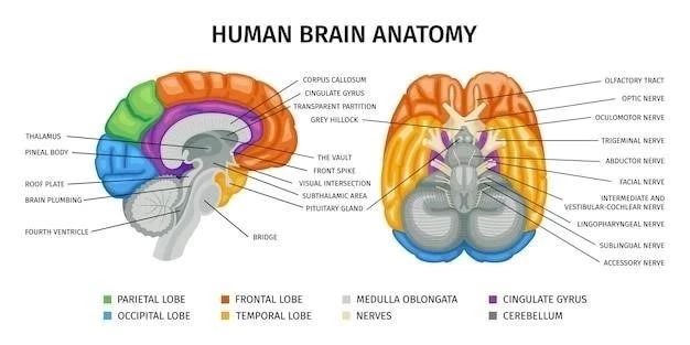 L’insula : anatomie et fonctions de cette partie du cerveau