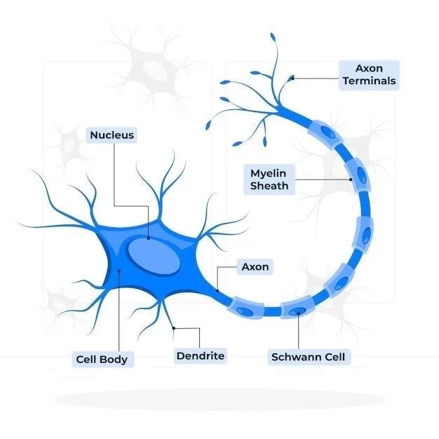 Neurones de Purkinje⁚ leurs fonctions et caractéristiques