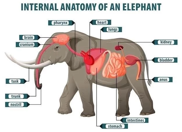 L’Intelligence des Éléphants