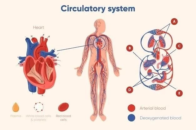 Le système circulatoire ⁚ une introduction