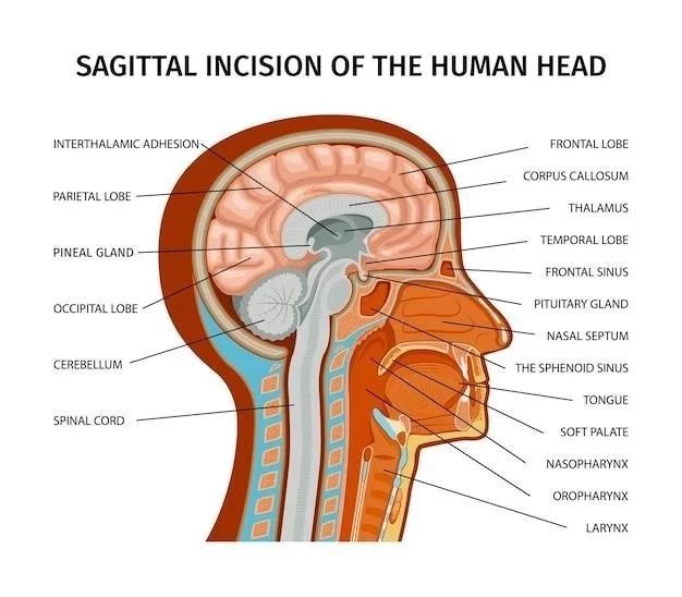 Le gyrus angulaire (cerveau) ⁚ aires et fonctions