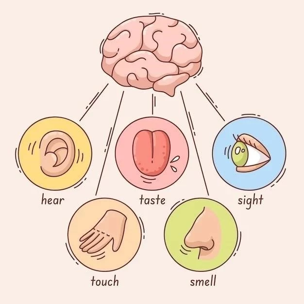 Les cinq régions auditives du cerveau