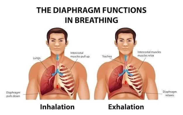 Les muscles de la respiration ⁚ types, caractéristiques et fonctions