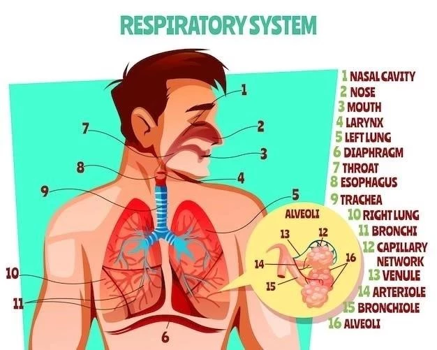 L’aire tegmentale ventrale : anatomie, fonctions et troubles