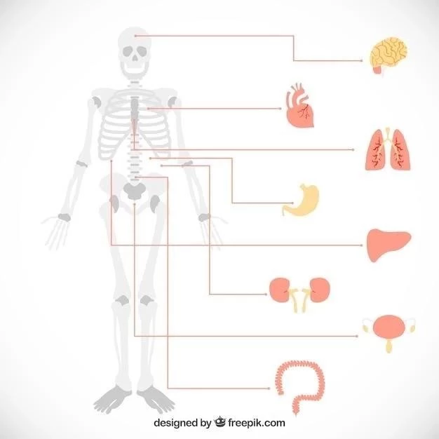 Le système musculo-squelettique⁚ une introduction