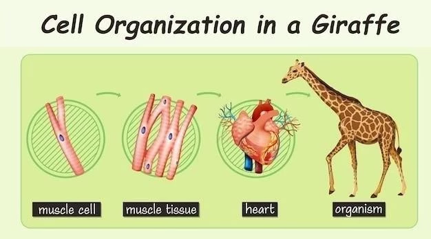 La cellule animal⁚ types, parties et fonctions qui la caractérisent