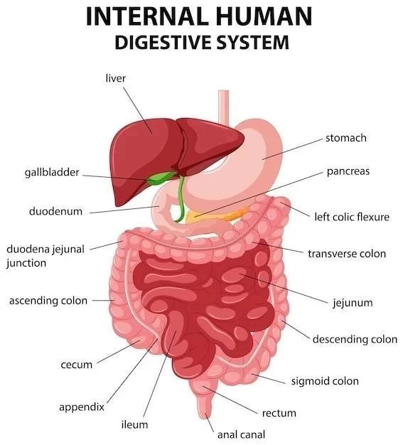 Le Système Digestif: Anatomie, Parties et Fonctionnement