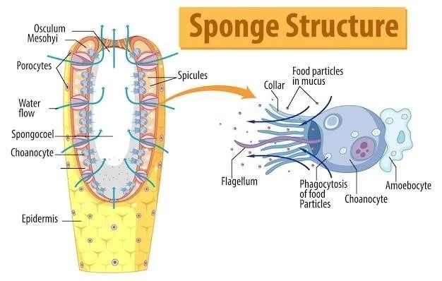 Cellules de Schwann⁚ Structure, Fonction et Importance dans le Système Nerveux Périphérique