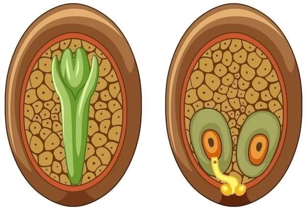 Les Différences Entre la Cellule Eucaryote et la Cellule Procaryote