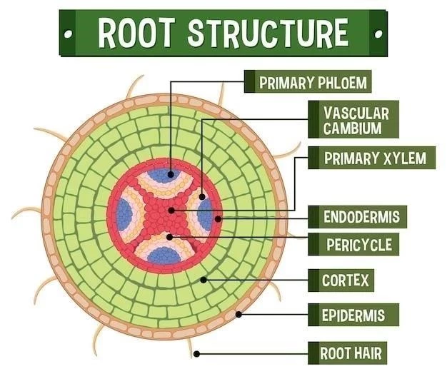 Système Réticulaire Activant Ascendante⁚ Caractéristiques et Fonctions