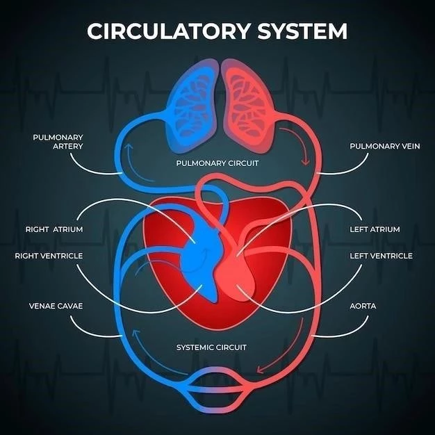 Le lobe temporal : structure et fonctions