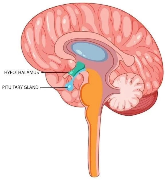 Le Thalamus: Structure et Fonctions