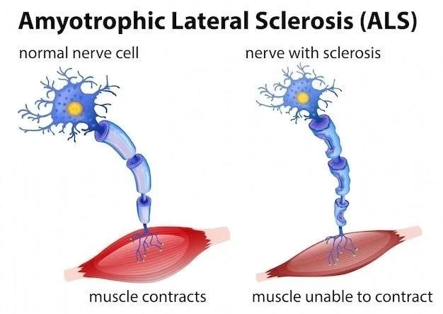 L’union neuromusculaire ⁚ le pont entre neurone et muscle