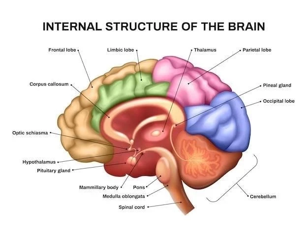 Structures subcorticales du cerveau ⁚ types et fonctions