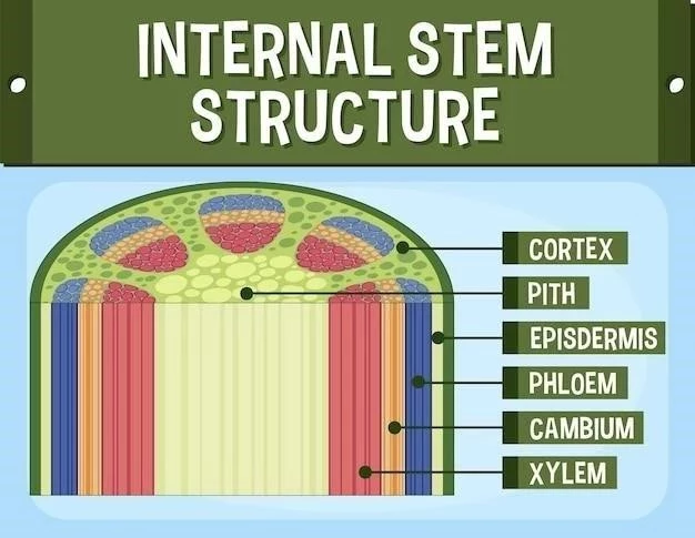 Os plats ⁚ Structure, fonctions et importance