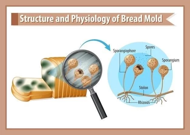 Le Mésothéliome ⁚ Définition et Caractéristiques