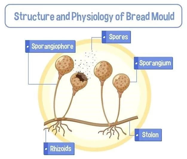 Le bulbe rachidien: structure anatomique et fonctions