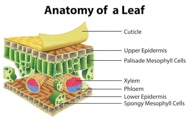 Le Noyau Basal de Meynert ⁚ Anatomie et Fonction