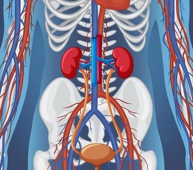 Les reins ⁚ Des organes essentiels à la vie