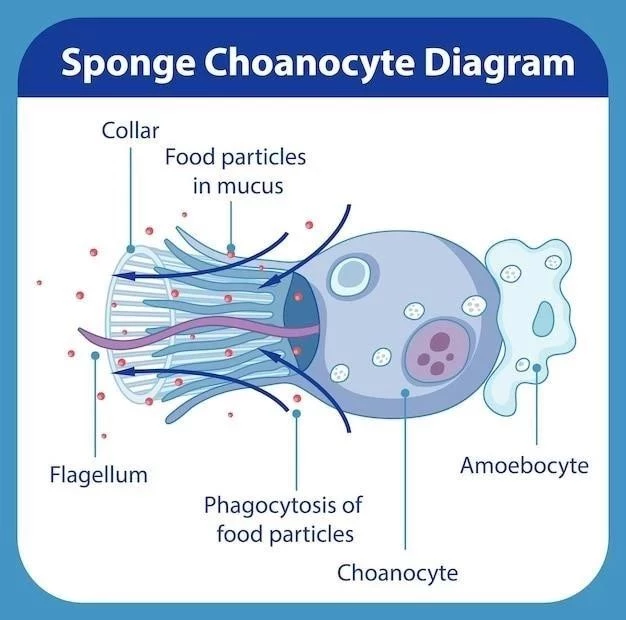 Acétylcholine (neurotransmetteur) ⁚ fonctions et caractéristiques