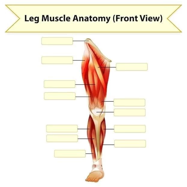 Anatomía del nervio isquiático